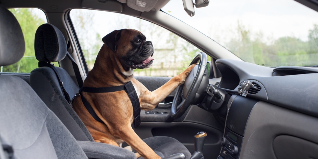 Checking the trade-in value and finance settlement on a car in NZ