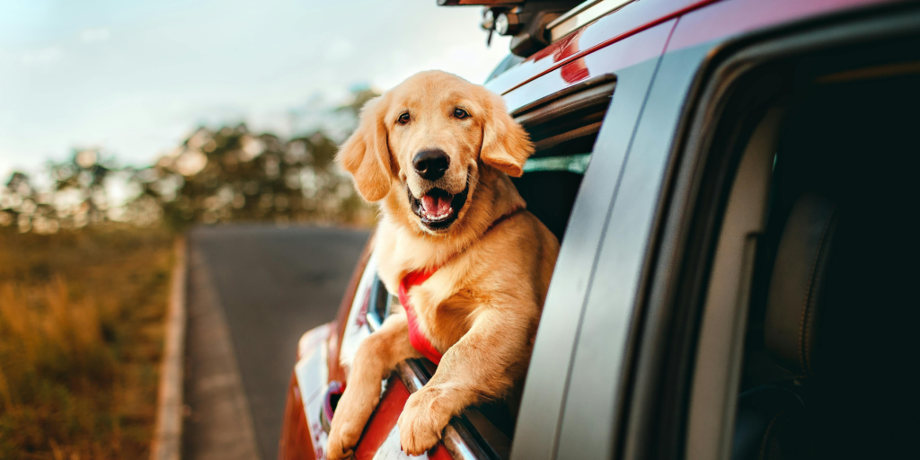 Car loan interest rates in New Zealand